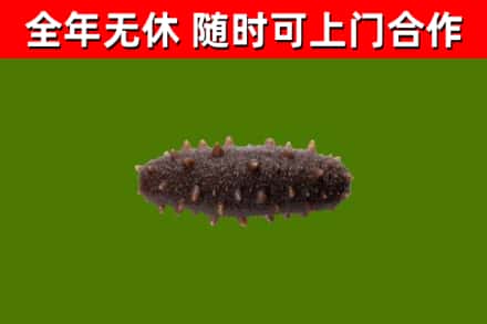 浦口区回收海参干